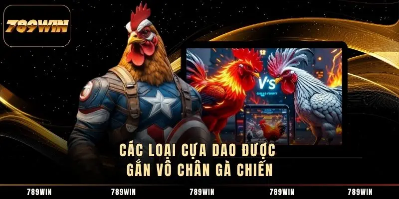 Các loại cựa dao được gắn vô chân gà chiến Các loại cựa dao được gắn vô chân gà chiến